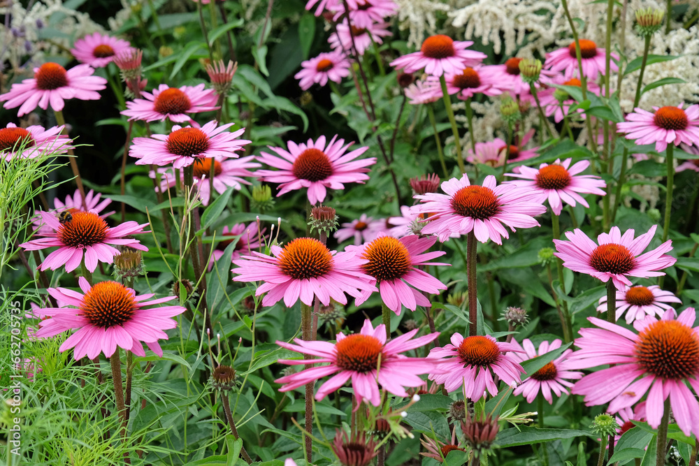 Pink coneflower, Echinacea purpurea 'Rubinstern' in flower.