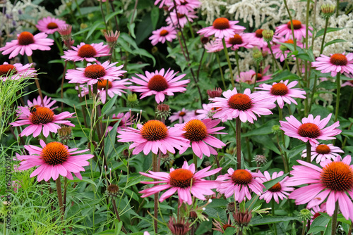 Pink coneflower, Echinacea purpurea 'Rubinstern' in flower. photo