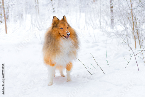 portrait of active red ginger collie dog on white snow in winter on frosty day in forest, park. copy space, text