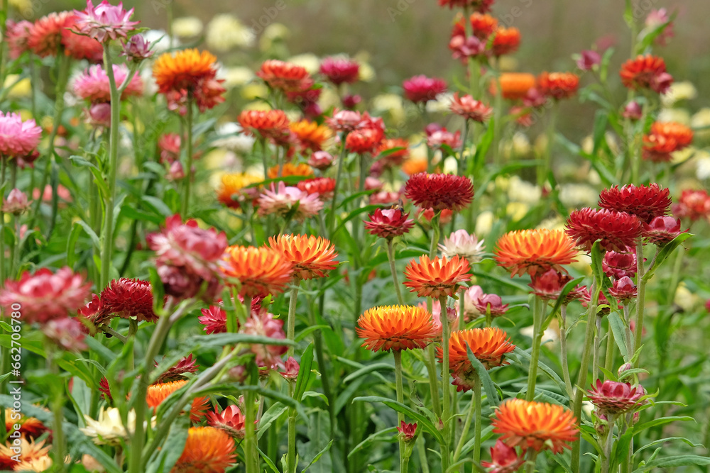 Orange and red Xerochrysum also know as strawflower or golden everlastning in flower.