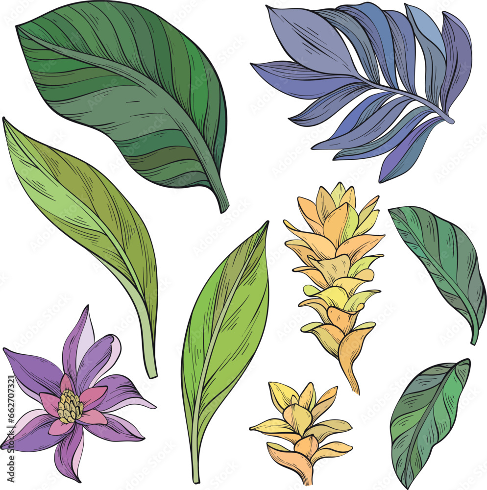 Fototapeta premium Set of alpinia purpurata ginger flower