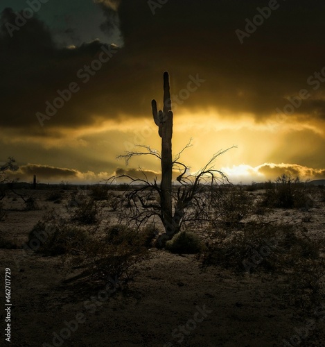 Stunning view of a beautiful sunrise in the desert, with a cactus silhouette in the foreground