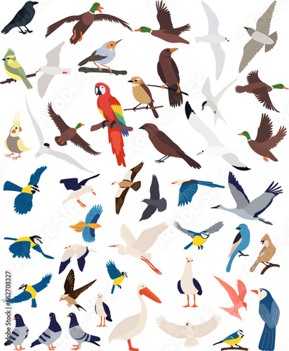 collection of birds of different breeds vector