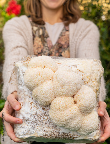 farmer woman holding grown medium with lion mane mushrooms. Healthy food.