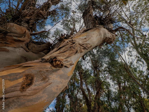 Rainbow eucalyptus tree in porquerolles island france photo