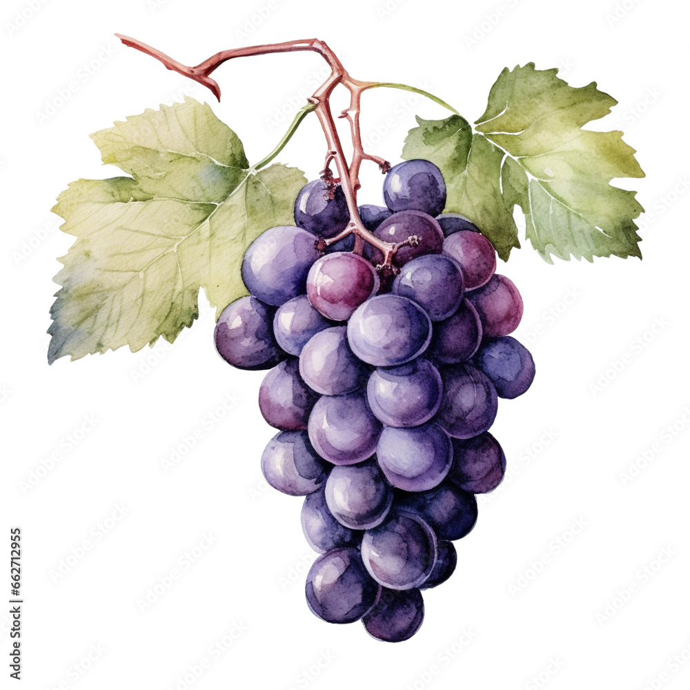 Fototapeta premium Grape watercolor isolated, generative ai