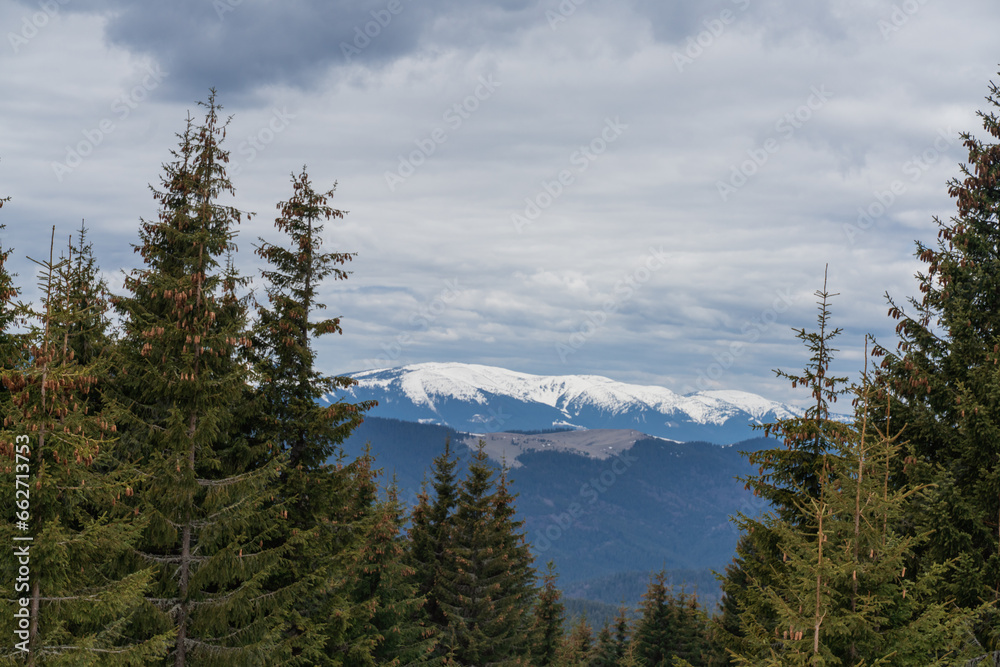 Beautiful spring landscape with pines and snow-covered mountains