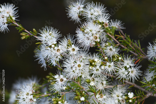 White honey-scented flowers of the Australian native tick bush, Kunzea ambigua, family Myrtaceae. Endemic to sandstone soils of south eastern Australia. 