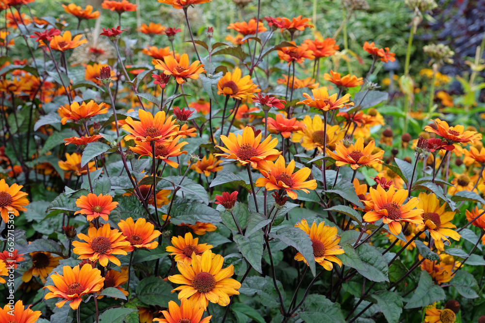 The red and orange false sunflower, Heliopsis helianthoides 'Bleeding Hearts' in bloom.