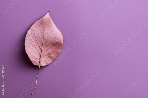 Autumn dried leaf on a purple background with copy space