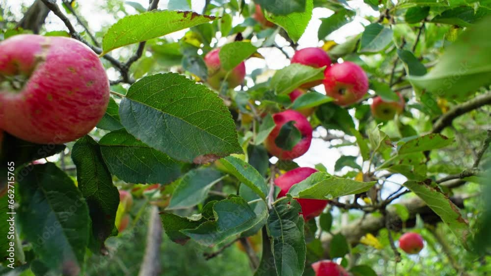 The movement of the camera to the beautiful apples that are gathering deliciousness from the tree. Growing eco-friendly red green fruits on a tree with green leaves. High quality 4k footage The movement of the camera to the beautiful apples that are gathering deliciousness from the tree. Growing eco-friendly red green fruits on a tree with green leaves. High quality 4k footage