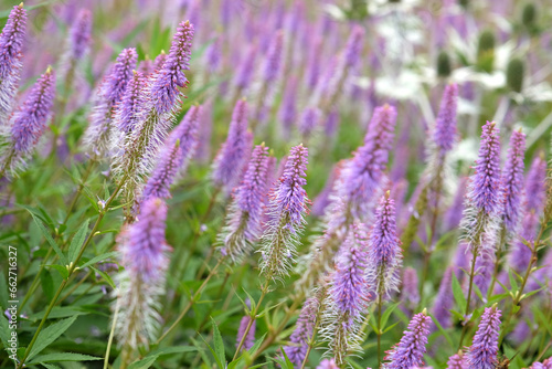 Pink and lilac spiked Veronicastrum virginicum  also known as culver  s root   Fascination  in flower.