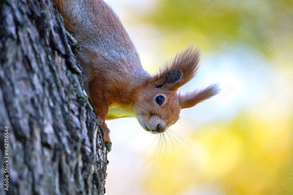 squirrel in the park on a tree. animals in nature - obrazy, fototapety, plakaty 