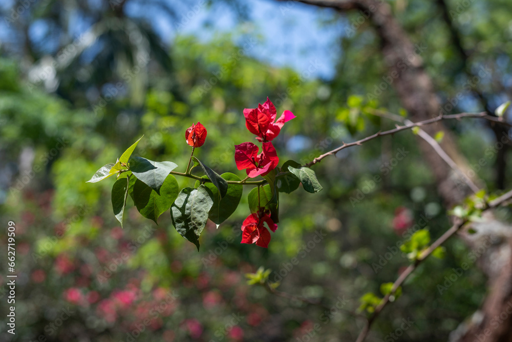 Red Bougainvillea, thorny ornamental vines, bushes,   Nyctaginaceae. Red flowers in the Spring season