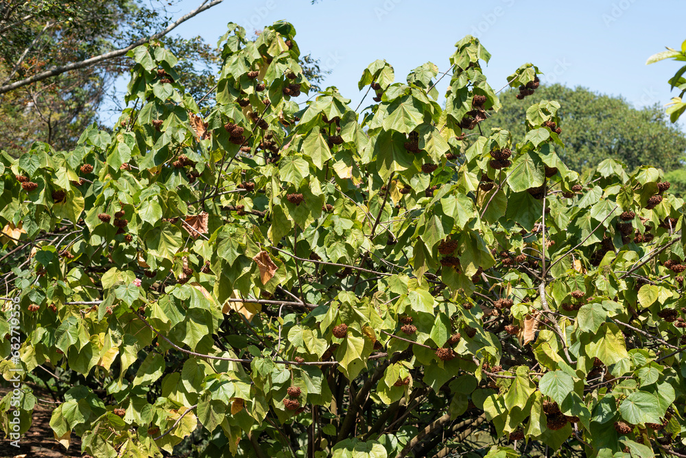 Dombeya wallichii, Astrapeia, Astrapeia Dombeya wallichii, flowering shrub, pinkball, pinkball tree, tropical hydrangea
