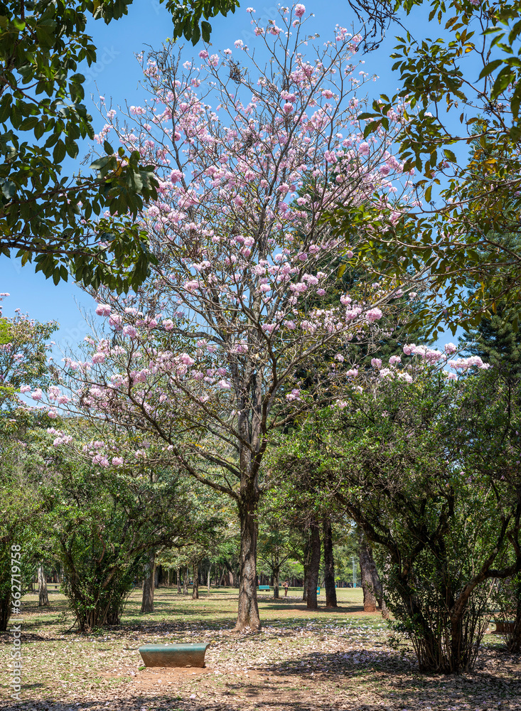 Handroanthus impetiginosus, the pink ipê, pink lapacho or pink trumpet tree, ipe rosa Handroanthus impetiginosus, the pink ipê, pink lapacho or pink trumpet tree, ipe rosa