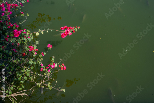 Red Bougainvillea, thorny ornamental vines, bushes, Nyctaginaceae. Red flowers in the Spring season on the lake with fishes