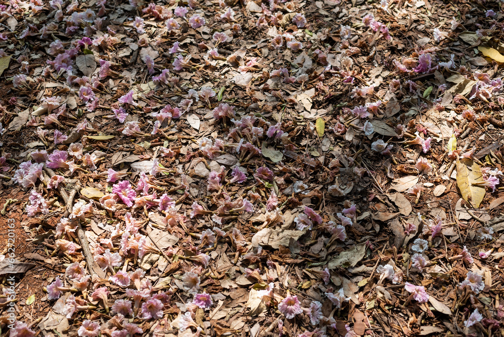 Foliage on the ground, white flowers, pink flowers, fall, autumn, fallen flowers, Handroanthus heptaphyllus, tabebuia roseoalba, ipe rosa, pink ipe, ipe branco, white ipe, Foliage on the ground, white flowers, pink flowers, fall, autumn, fallen flowers, Handroanthus heptaphyllus, tabebuia roseoalba, ipe rosa, pink ipe, ipe branco, white ipe,