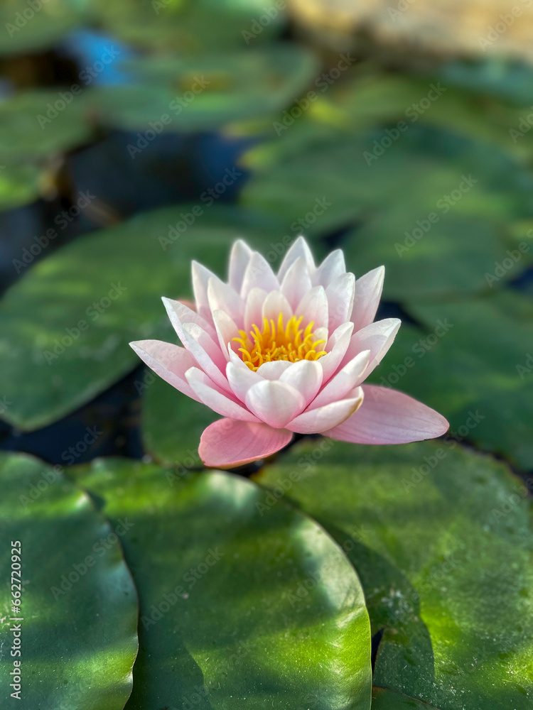 Tranquil Lotus Bloom. Nelumbo Nucifera.Loto. Lotus flower.water lily. Flor de loto. Tranquil Lotus Bloom. Nelumbo Nucifera.Loto. Lotus flower.water lily. Flor de loto.