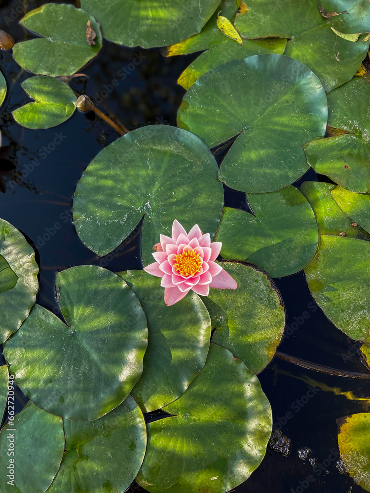 Tranquil Lotus Bloom. Nelumbo Nucifera.Loto. Lotus flower.water lily. Flor de loto. Tranquil Lotus Bloom. Nelumbo Nucifera.Loto. Lotus flower.water lily. Flor de loto.
