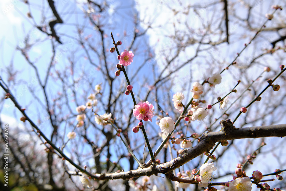白とピンク色の梅の花 白とピンク色の梅の花