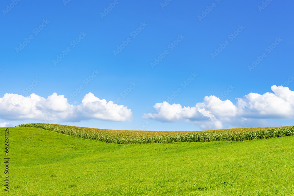 Naklejka premium 夏の北海道美瑛・富良野 広大なとうもろこし畑
