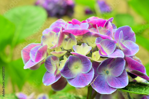 公園内に綺麗に咲く紫陽花