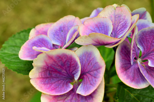 公園内に綺麗に咲く紫陽花