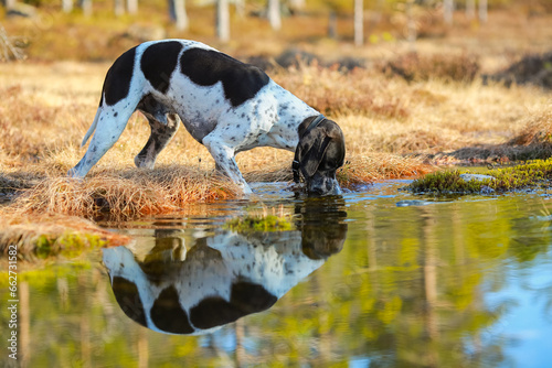 Dog english pointer