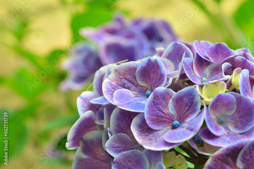 公園内に綺麗に咲く紫陽花