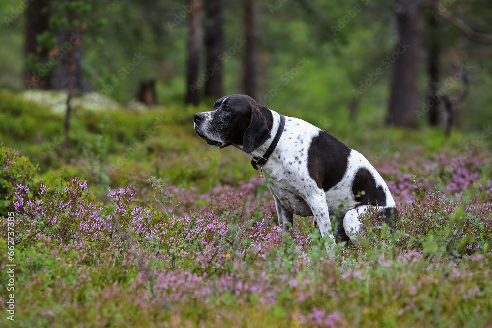 Dog english pointer 