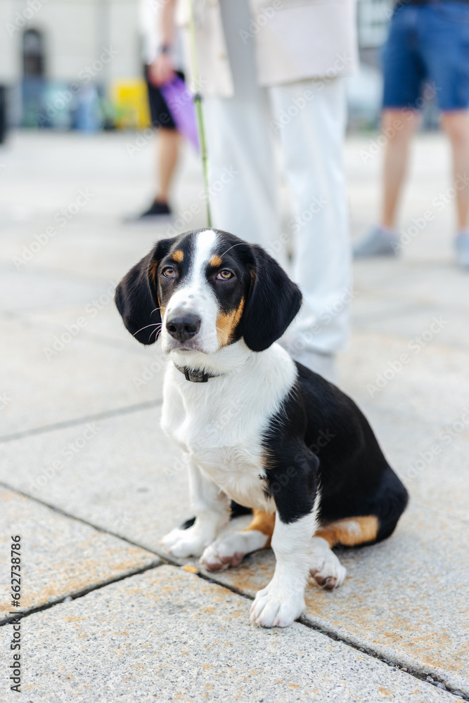 Drever dog breed puppy Drever dog breed puppy