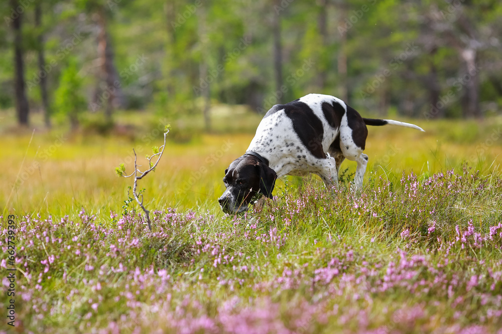 Dog english pointer 