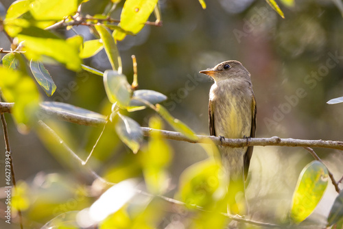 An eastern wood-pewee (Contopus virens) — a cute migratory bird — visits Sarasota, Florida during autumn. photo