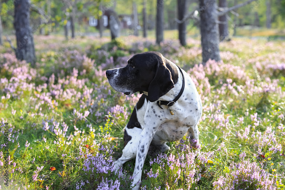 Dog english pointer 