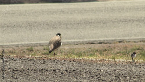 Masked Lapwing Plover And Baby Chick Next To Busy Road With Cars Going Past. Maffra, Gippsland, Victoria, Australia. Daytime Sunny photo