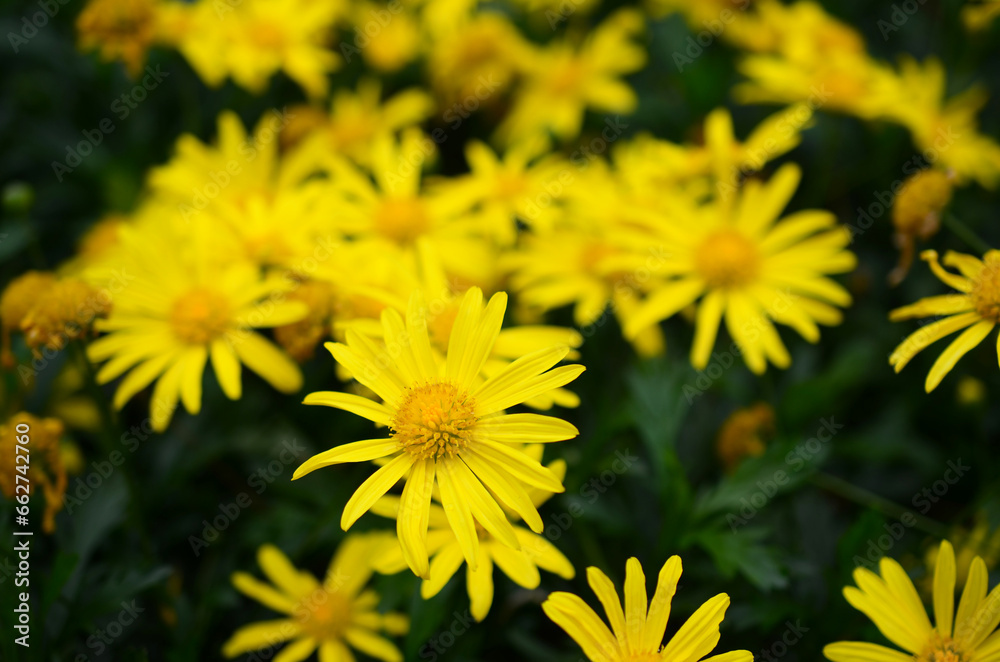 Chrysanthemum Splendor, Nature's Floral Elegance Chrysanthemum Splendor, Nature's Floral Elegance