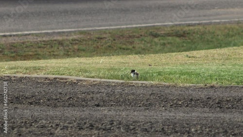 Baby Chick Masked Lapwing Plover Bird Walking On Driveway By Road. Maffra, Gippsland, Victoria, Australia. Daytime photo