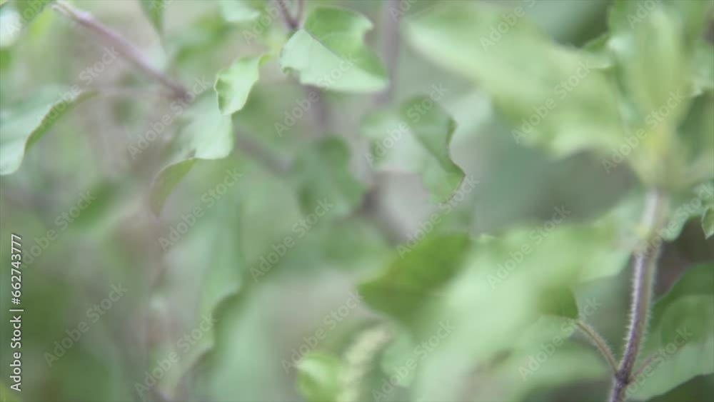 Close-up shot of green leaves on a deep forest. nature background video. Close-up shot of green leaves on a deep forest. nature background video.