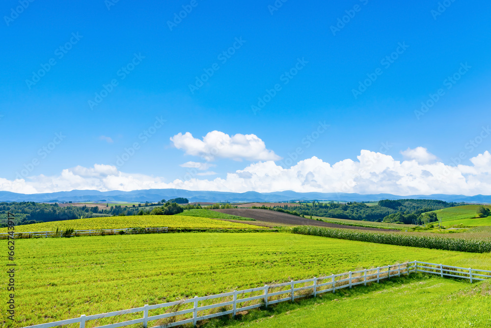 Fototapeta premium 夏の北海道美瑛・富良野