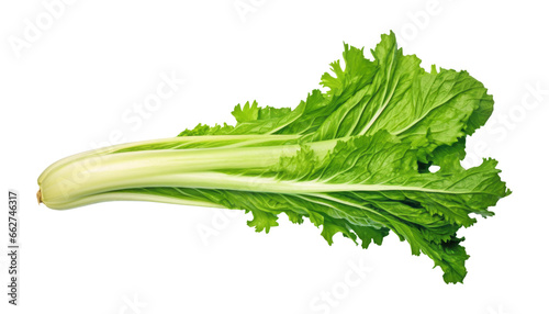 fresh green parsley isolated on transparent background cutout