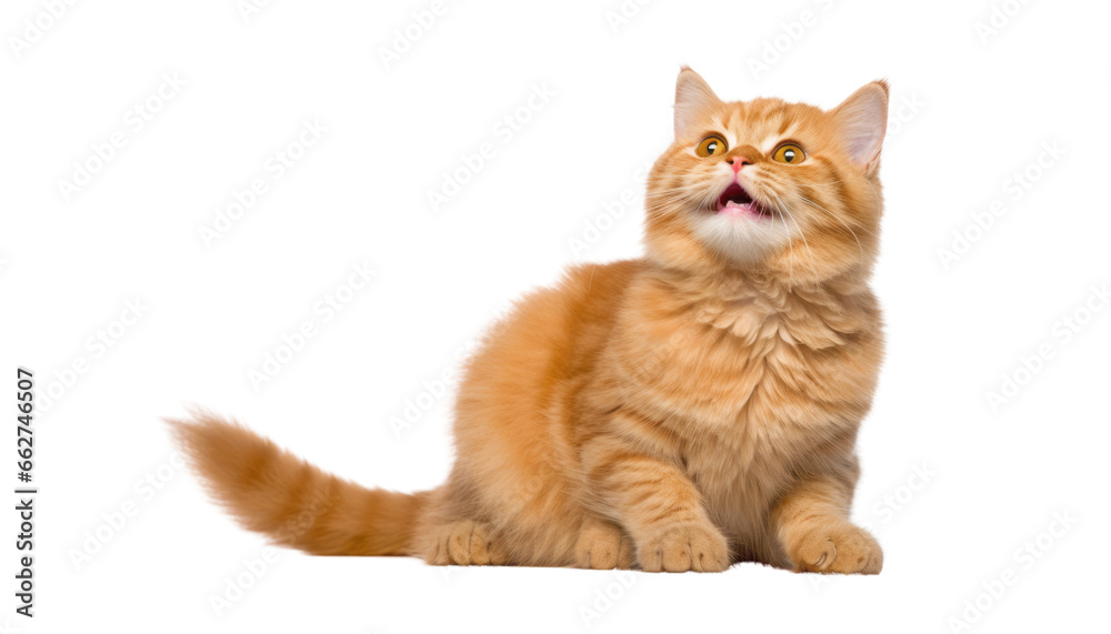 cat looking isolated on transparent background cutout