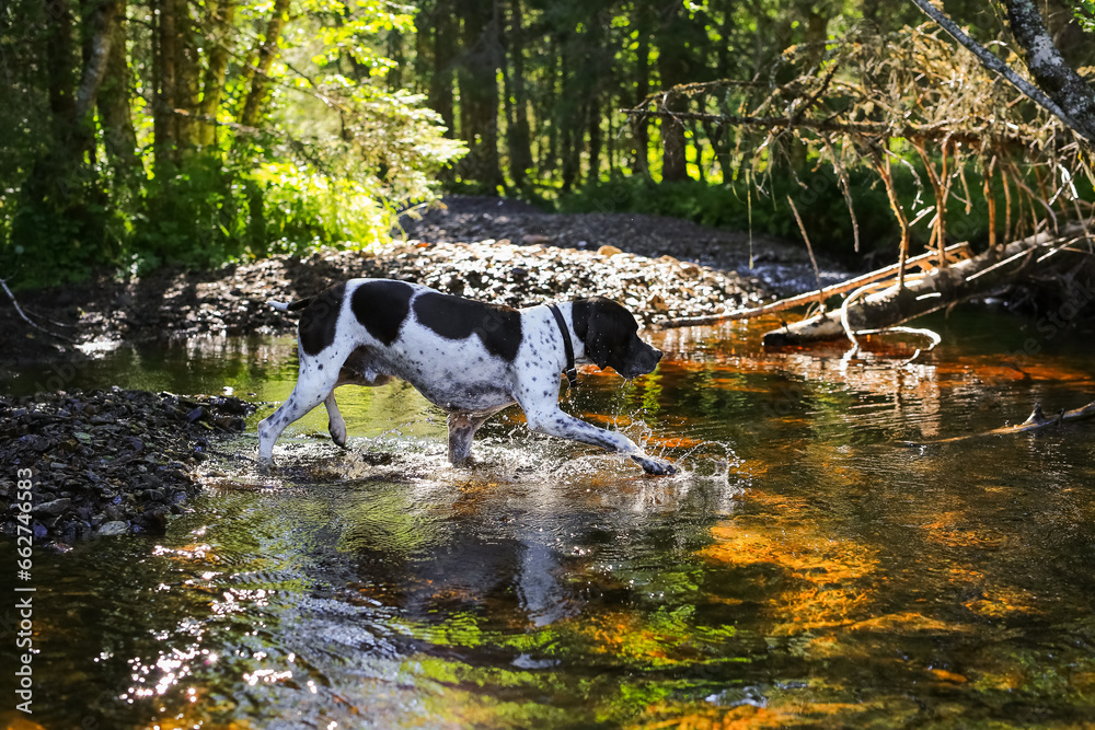 Dog english pointer 