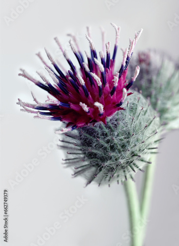 Burdock flowers close-up. Medicinal plant.