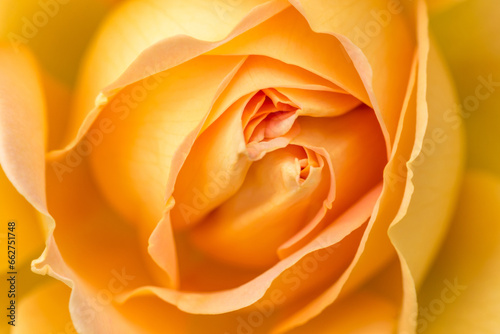 Close-up of a yellow rose revealing its patterns  textures  and details