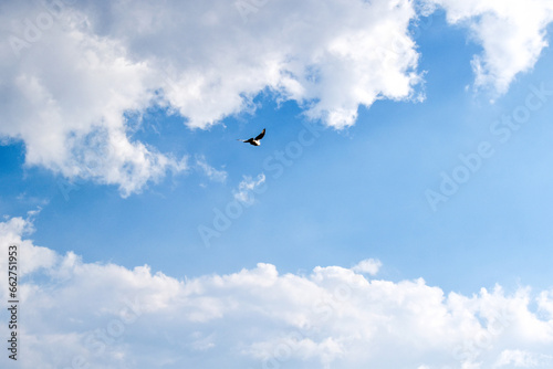 Blue sky with white fluffy cloud with a bird flying in the sky. 