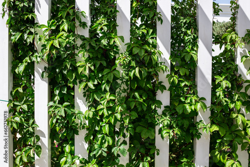  white strip wall with green leaves exterior facade decoration 