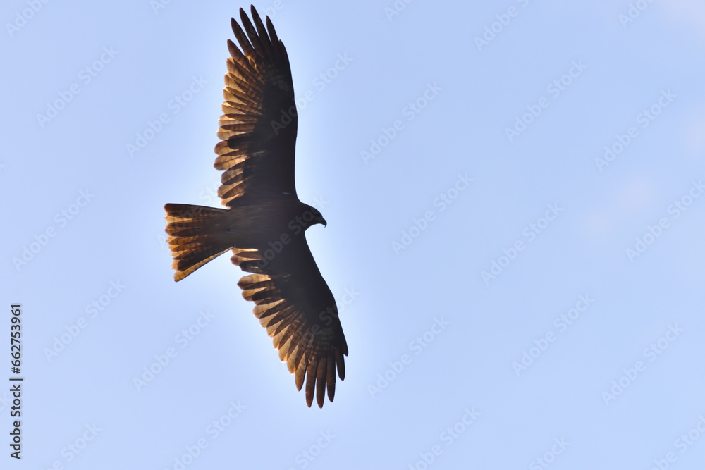 Obraz premium 優雅に飛ぶトビ