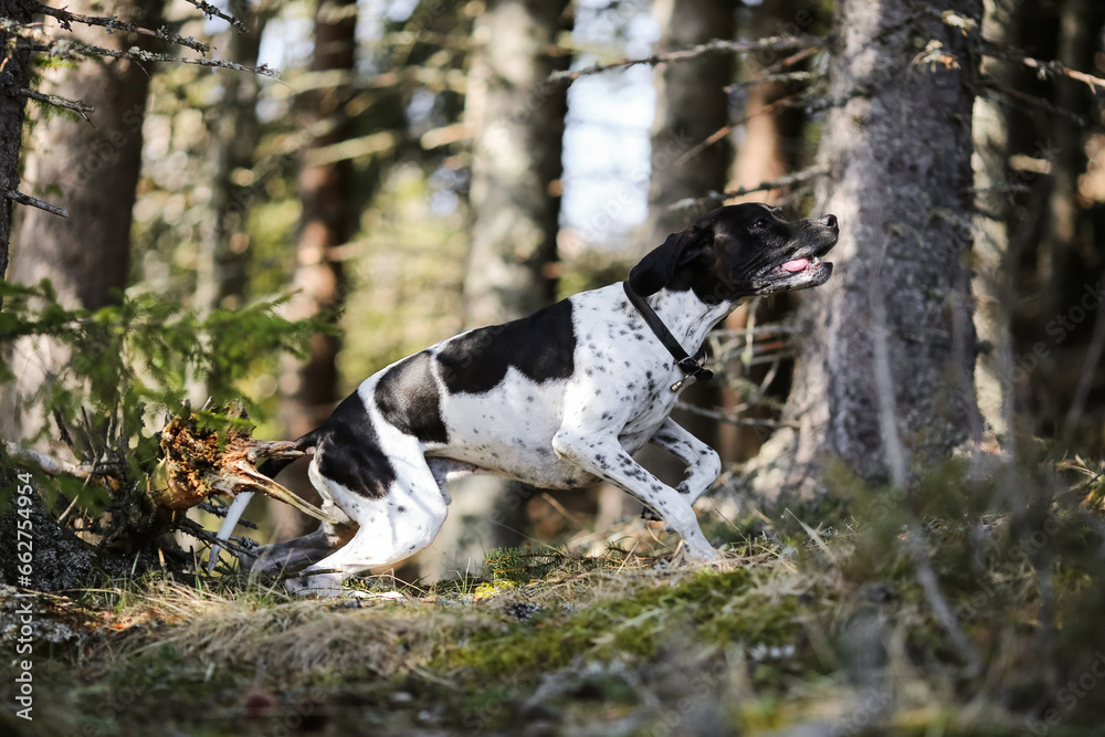 Dog english pointer 