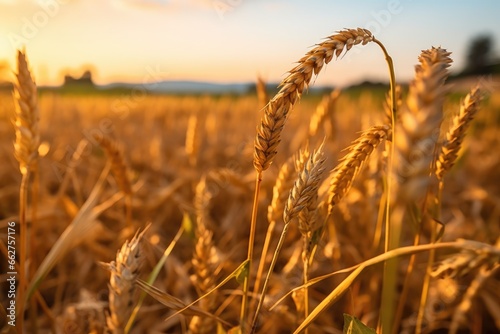 golden wheat field in summer